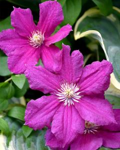 Clematis Ernest Markham 6 Inch Pot