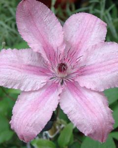 Clematis Hagley Hybrid 6 In Pot