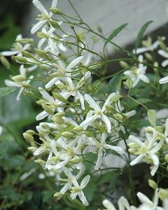 Clematis Sweet Autumn 6 In Pot