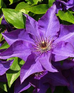 Clematis The President 6" Pot