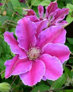 Clematis Dr. Ruppel 6 Inch Pot