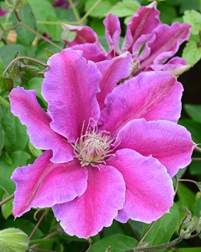 Clematis Dr. Ruppel 6 Inch Pot