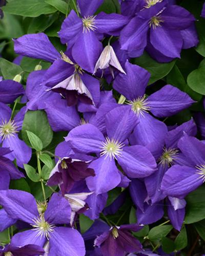 Clematis Jackmanii 6 In Pot