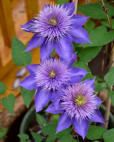 Clematis Multi Blue 6 In Pot