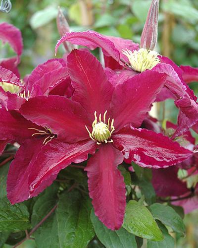 Clematis Niobe 6 In Pot