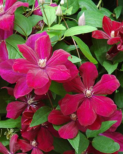 Clematis Rouge Cardinal 6 Inch Pot