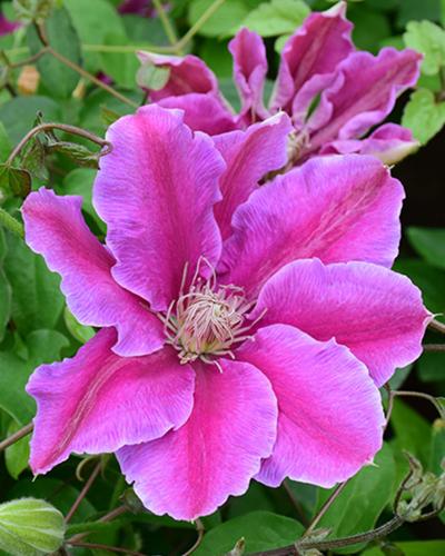 Clematis Dr. Ruppel 6 Inch Pot