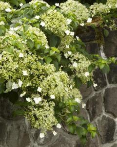 Hydrangea Climbing Petiolaris 3 Gallon Pot