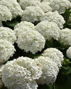 Hydrangea Incrediball, Proven Winners 3 Gallon