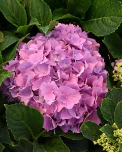 Hydrangea L.a. Dreamin' 3 Gallon