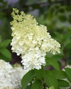 Hydrangea Bobo, Proven Winners 3 Gallon