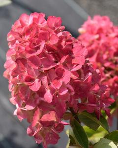 Hydrangea Fire Light, Proven Winners 3 Gallon