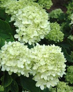 Hydrangea Little Lime, Proven Winners 3 Gallon