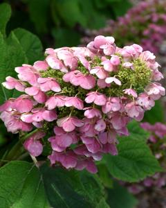 Hydrangea Gatsby Pink, Proven Winners 3 Gallon