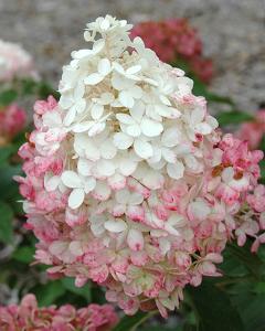 Hydrangea Vanilla Strawberry, 3 Gallon