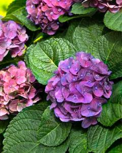 Hydrangea Seaside Serenade® Bar Harbor 2 Gallon