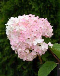 Hydrangea Strawberry Shake 2 Gallon