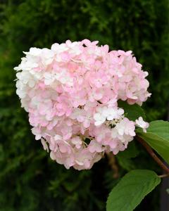 Hydrangea Strawberry Shake, 2 Gallon