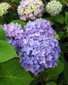 Hydrangea Endless Summer The Original 3 Gallon