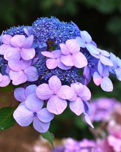 Hydrangea Endless Summer® Twist N Shout 3 Gallon