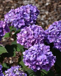Hydrangea Endless Summer® Bloomstruck 3 Gallon