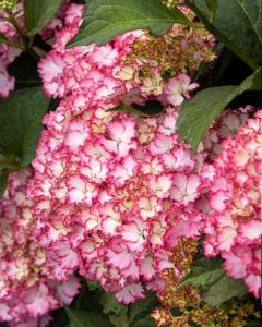 Hydrangea Seaside Serenade® Fire Island 2 Gallon