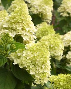 Hydrangea Limelight, Proven Winners 2 Gallon