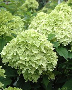 Hydrangea Limelight Prime, Proven Winners 3 Gallon