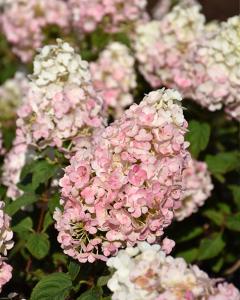 Hydrangea Strawberry Sundae, 3 Gallon