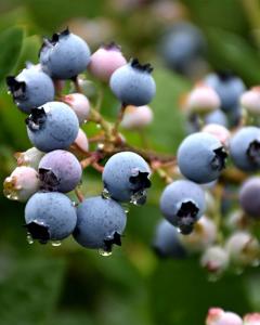 Blueberry Bluecrop 7.5" Pot