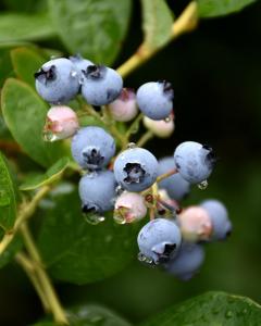 Blueberry Jersey 7.5" Pot