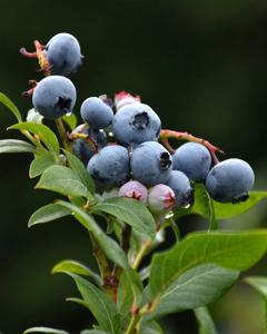 Blueberry Northland 8" Pot