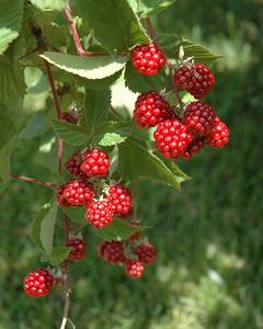 Raspberry Bush Heritage Everbearing 8" Pot