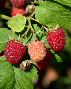 Raspberry Bush Lathan (june Bearing) 8" Pot