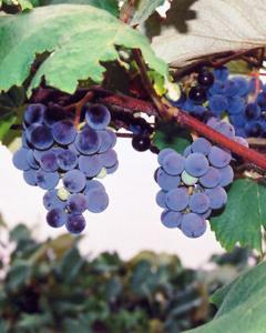 Grape Concord Seedless 8" Pot