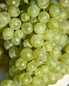 Grape Himrod Seedless 8" Pot