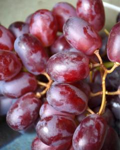 Grape Reliance Seedless 8" Pot