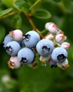 Blueberry Elliott 8" Pot