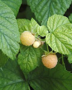 Raspberry Fall Gold-Yellow 8" Pot