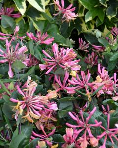 Honeysuckle Goldflame 8" Pot