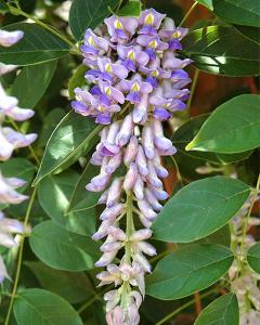 Wisteria Summer Cascade 3 Gallon Pot