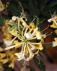 Honeysuckle Vine Scentsation Proven Winners 2 Gallon Pot