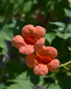 Trumpet Vine Indian Summer 2 Gallon Pot