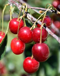 Cherry Dwf Tree North Star (sour) 5 Gallon