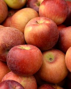 Apple S-dwf Tree Empire 5 Gallon