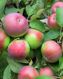 Apple S-dwf Tree Mcintosh 5 Gallon