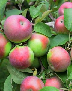 Apple Tree Mcintosh 5 Gallon