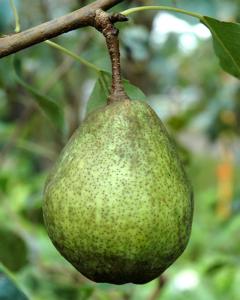 Pear S-dwf Tree Kieffer 5 Gallon