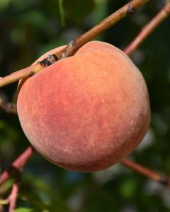 Peach S-dwf Tree Red Haven 5 Gallon
