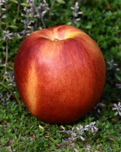 Nectarine S-dwf Tree Flavortop 5 Gallon